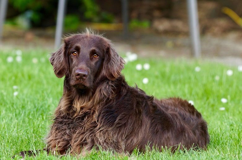 German Longhaired on grass