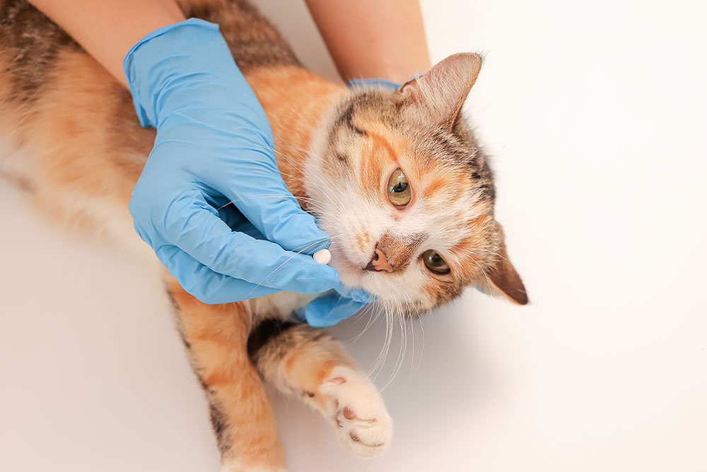 A person wearing blue nitrile gloves carefully holds a small white pill near the mouth of a multi-colored calico cat.