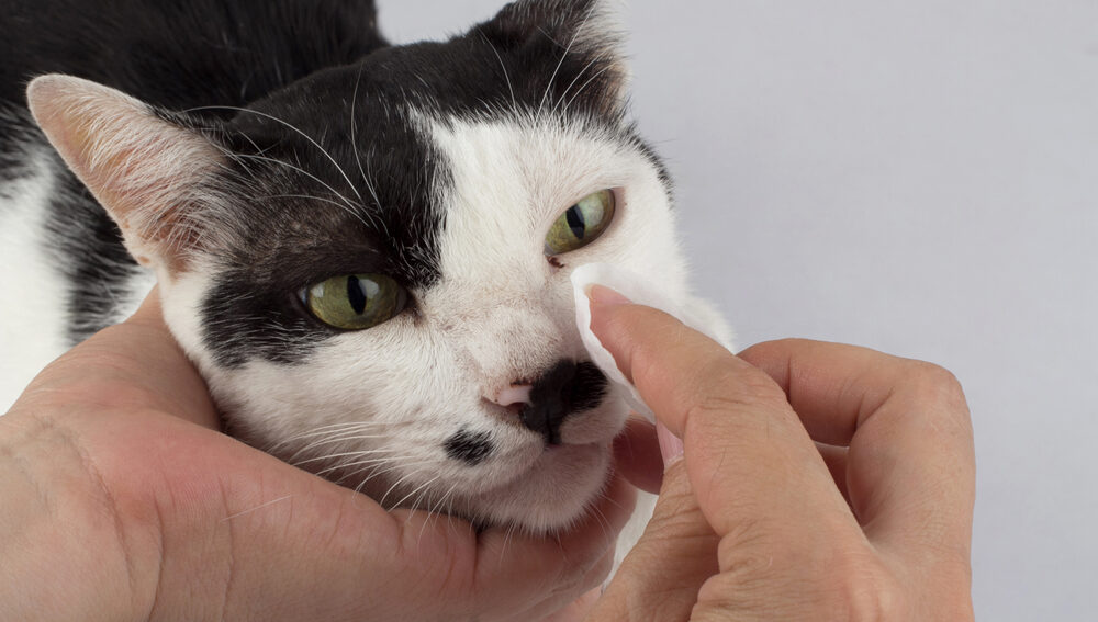 Cat receiving routine eye cleaning with a veterinary-approved wipe, highlighting proper eye care, hygiene, and the prevention of irritation and infections.