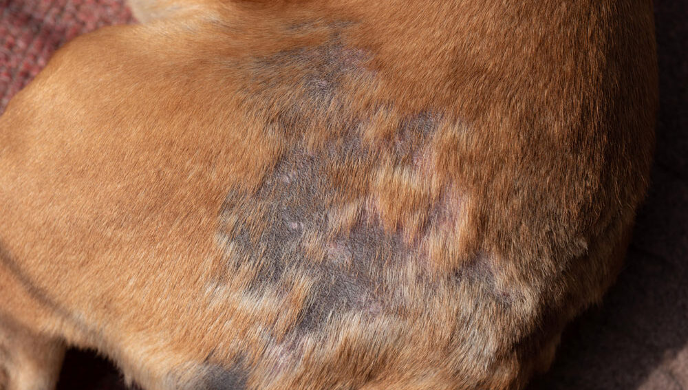 Dog with visible hair loss and alopecia symptoms during veterinary skin condition evaluation
