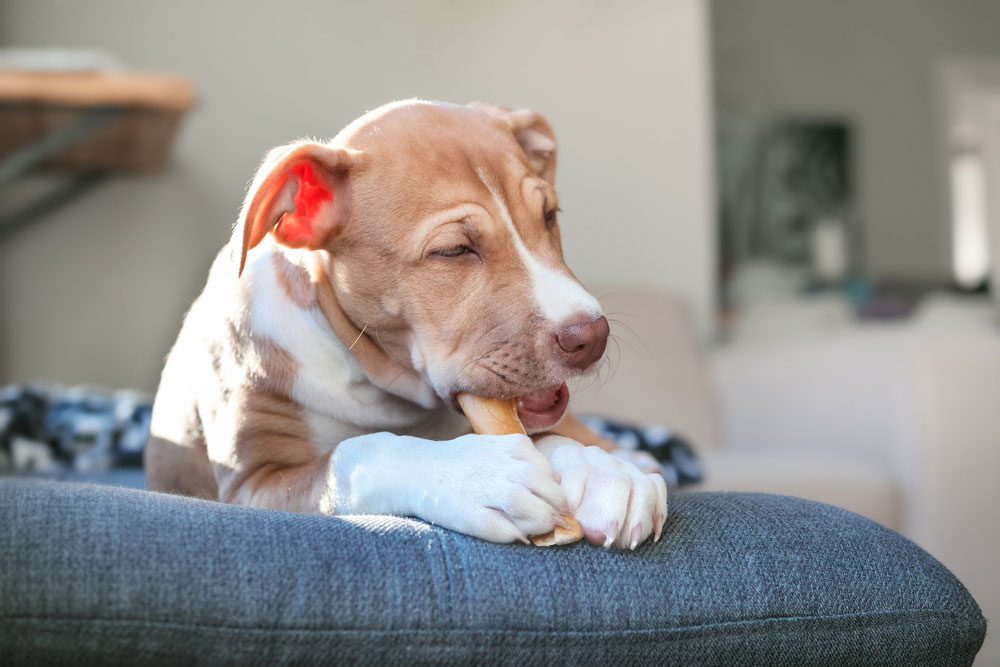Playful puppy chewing a stick.