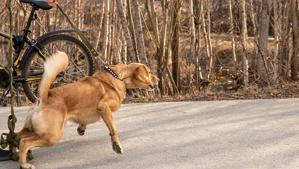 A medium-sized tan dog pulls aggressively on a green leash held by an owner on a paved path, showing reactive behavior near a bicycle and a wooded area.