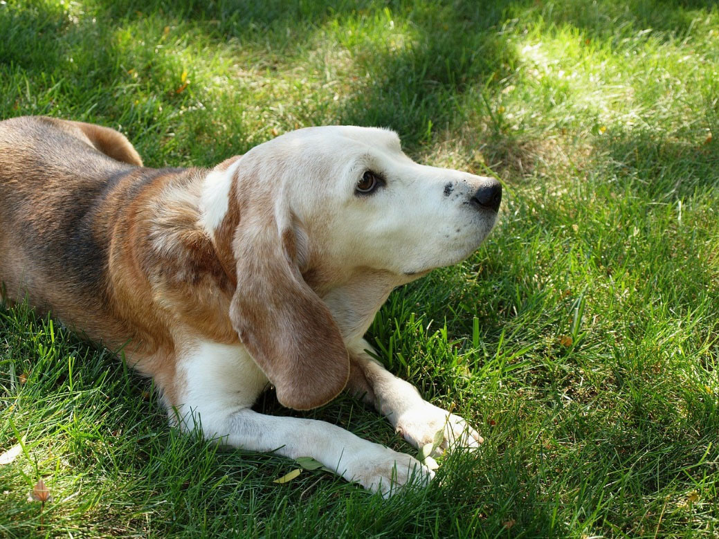 Dog Beagle on grass