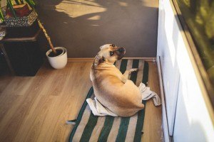 SeniorDogs10