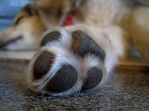 SeniorDogs4