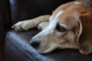 SeniorDogs5