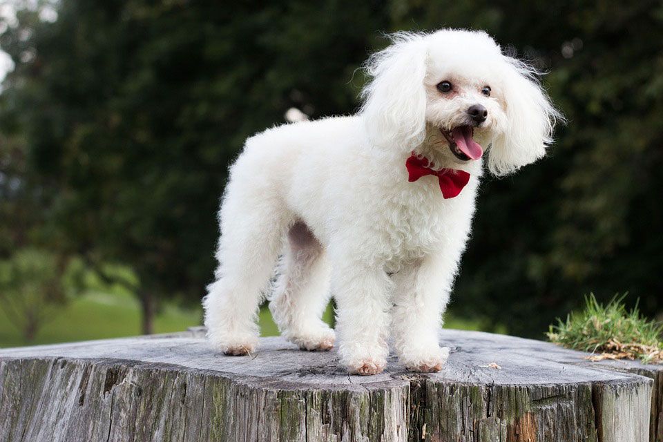 Poodle Puppy dog