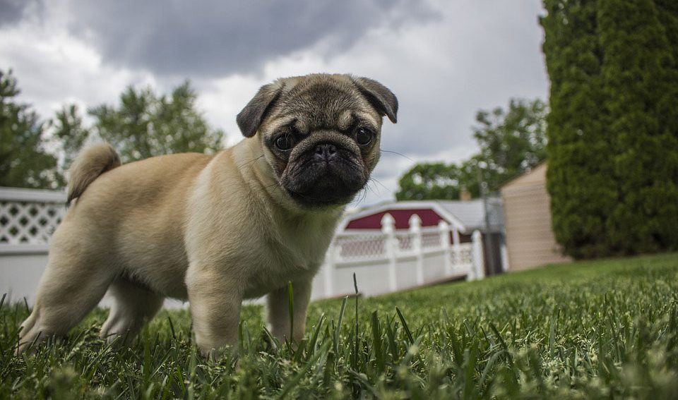Pug in the backyard