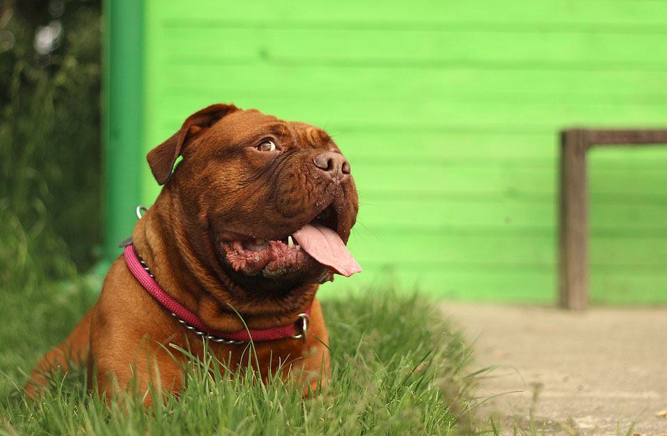 Brown dog sitting in the grass