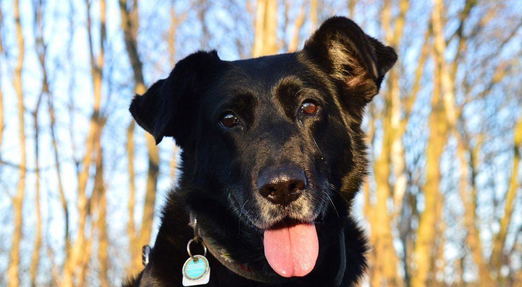 Black dog portrait