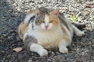 maynewsletter2