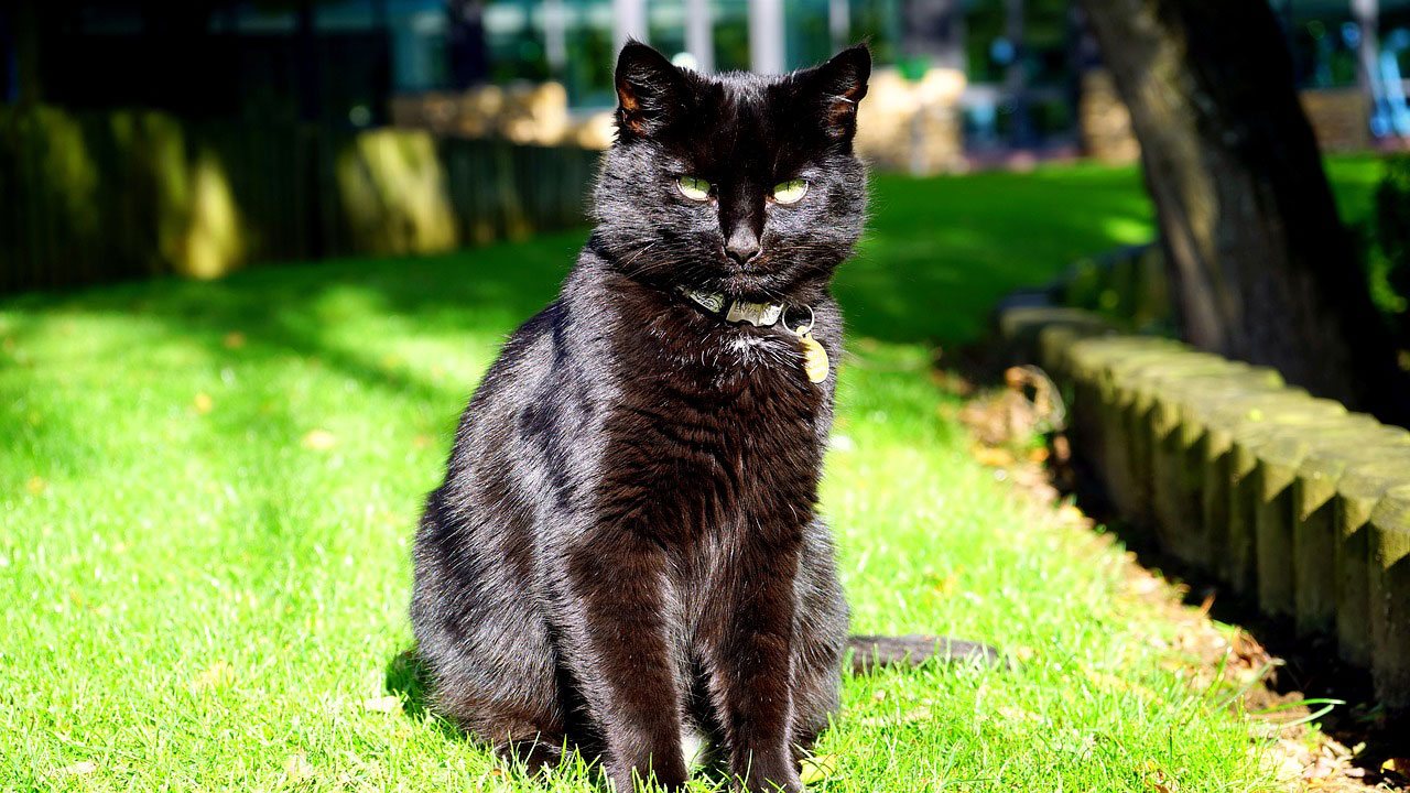 Black Cat sitting on the grass