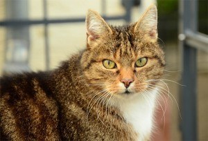 seniorcats2