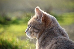seniorcats4