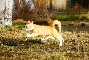 seniorcats6