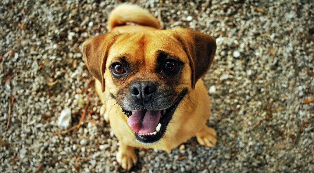 golden dog looking at camera