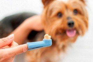 teeth3