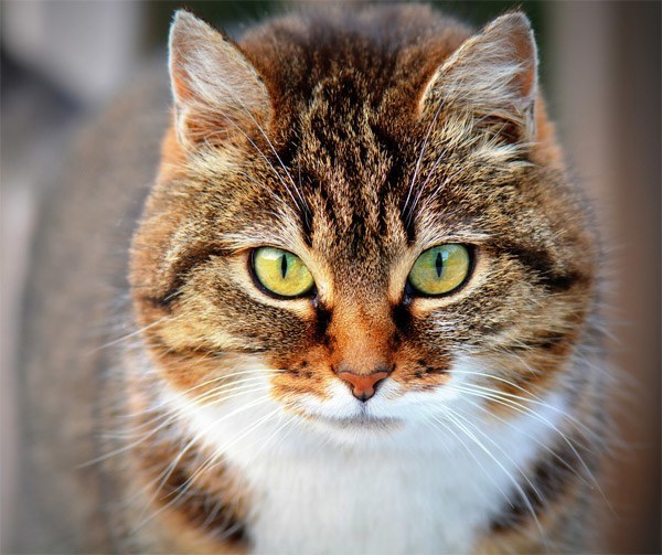 brown cat looking at camera