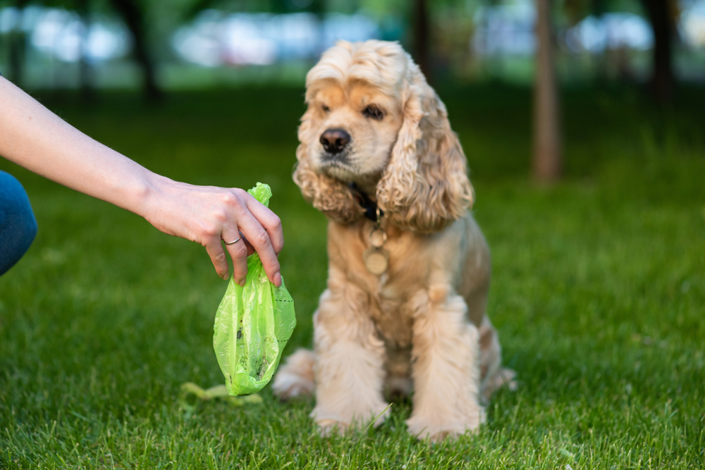 What You Need to Know About Giardia in Dogs Vet In Harbor City