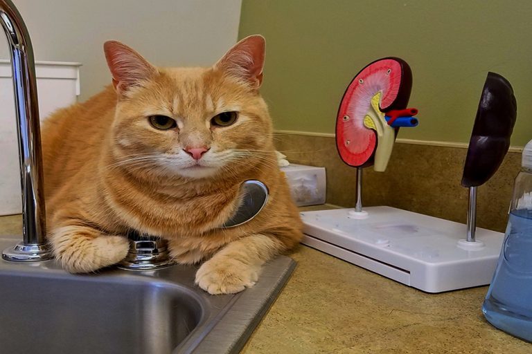Picture of Feline Kidney Disease: Spotting Early Warning Signs & Providing ...