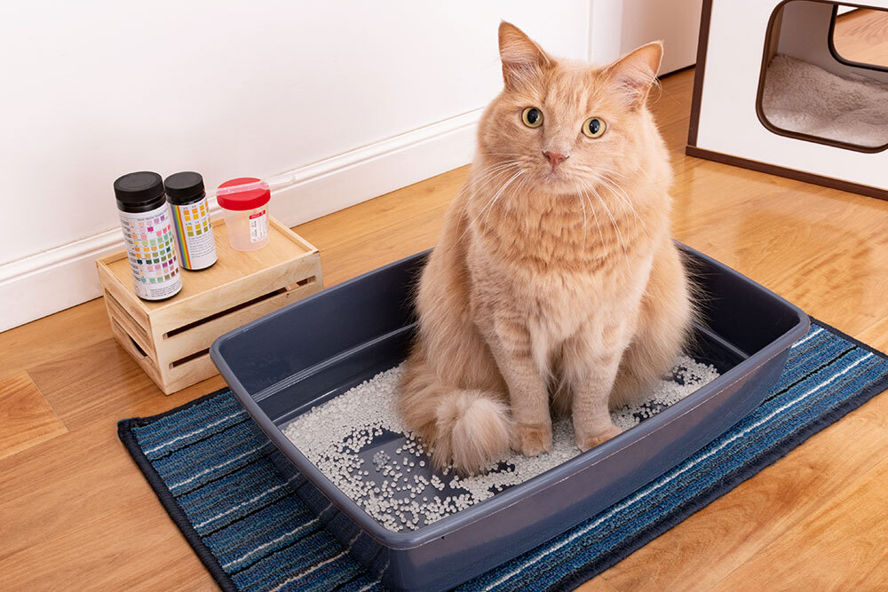 Feline litter box habits and bathroom behavior monitoring