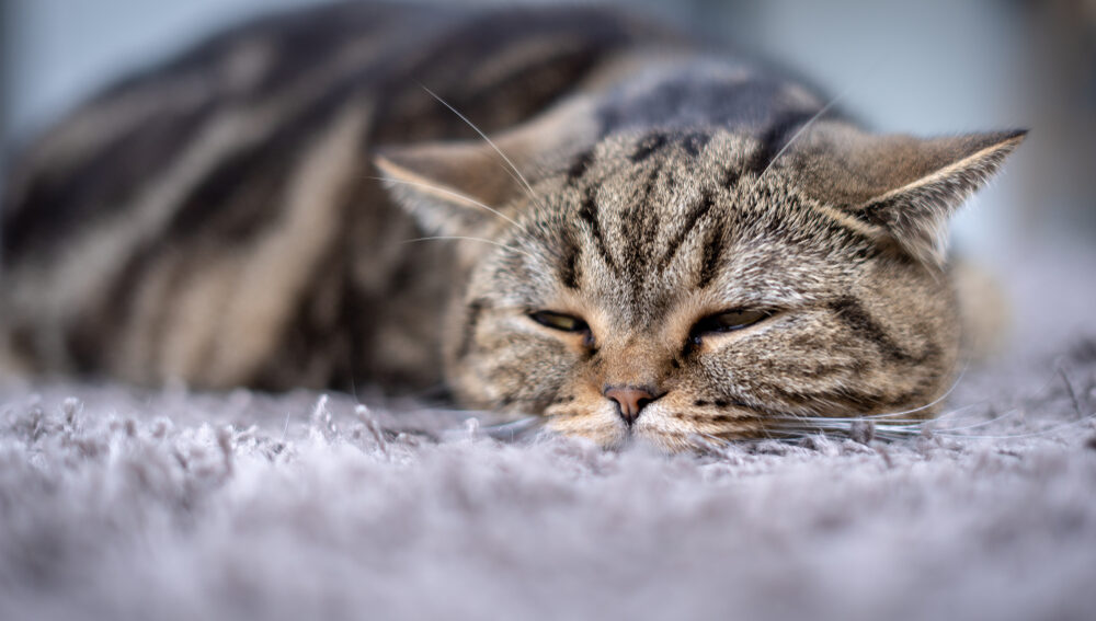 Cat treatment and medication management for feline illness