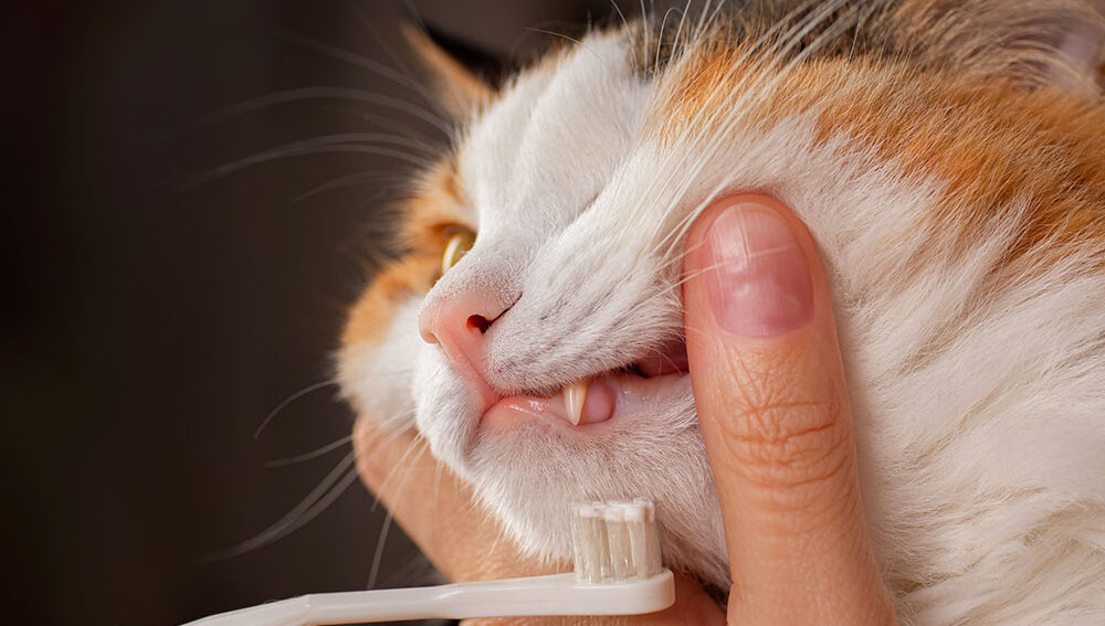 Cat having its teeth brushed with a small toothbrush.