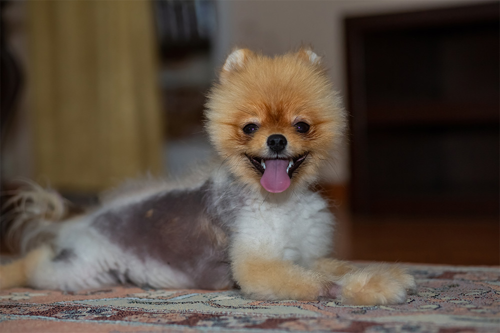 Pomeranian dog with alopecia and hair loss lying down during veterinary skin condition evaluation