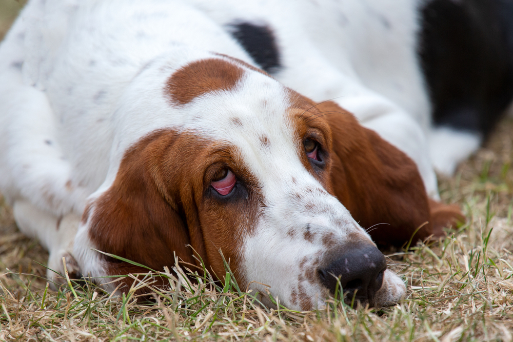 Dog affected by ectropion, highlighting symptoms such as droopy eyelids, eye irritation, excessive tearing, and the importance of veterinary eye care.