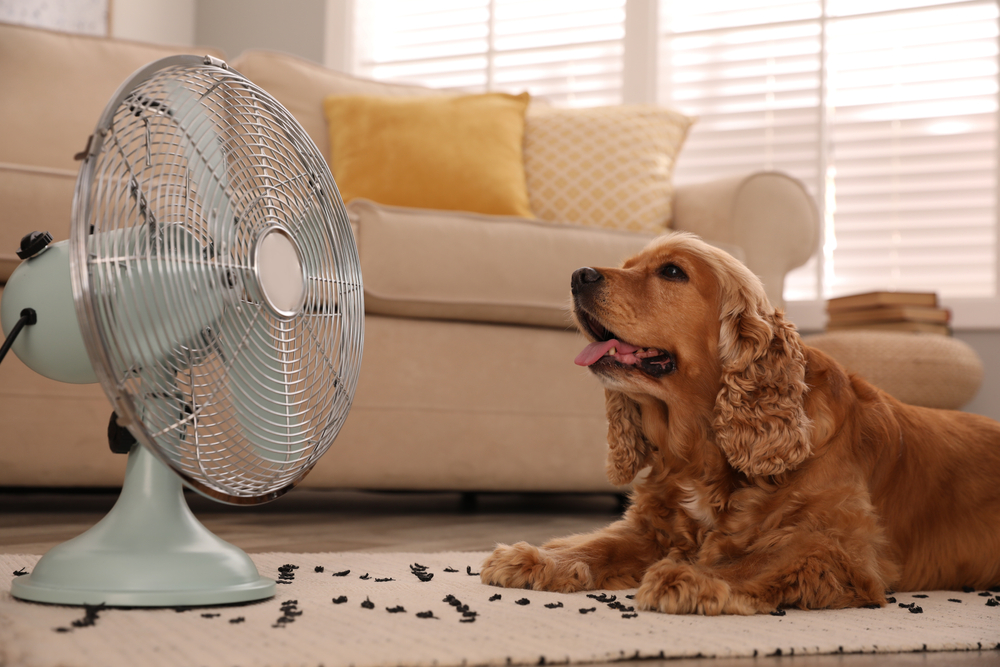 Dog cooling off outdoors to stay safe during hot summer weather.