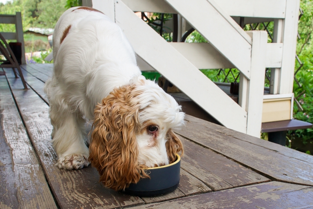 An adorable white and brown Cocker Spaniel eating from a bowl on a wooden porch.