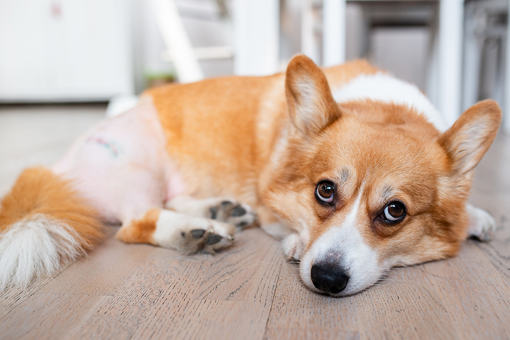 Corgi lying on the floor recovering after surgery with a shaved area on its hind leg.
