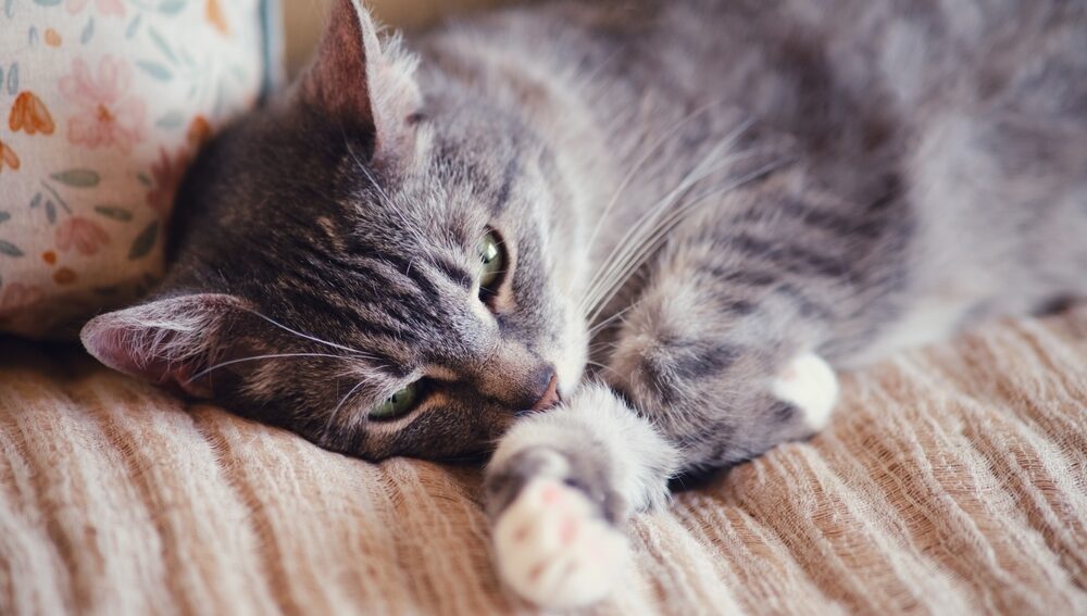 Gray tabby cat lying on a blanket and appearing tired or unwell.